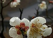 수련회